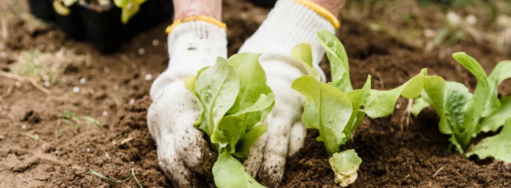 Comparaison du SEO à un jardin